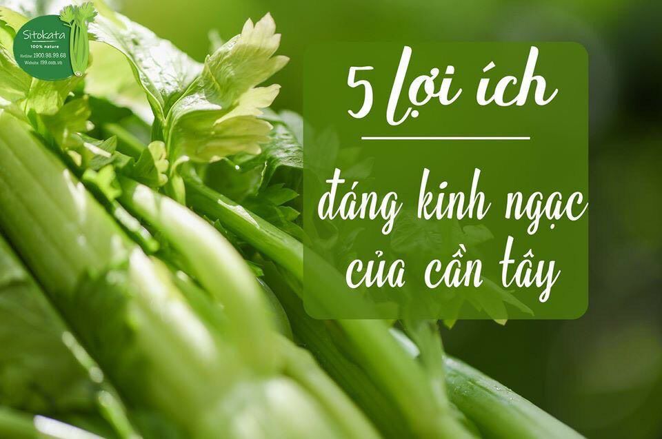 [HCM]COMBO 1 HỘP CẦN TÂY SITOKATA (TẶNG BÌNH NƯỚC VÀ CẨM NANG)