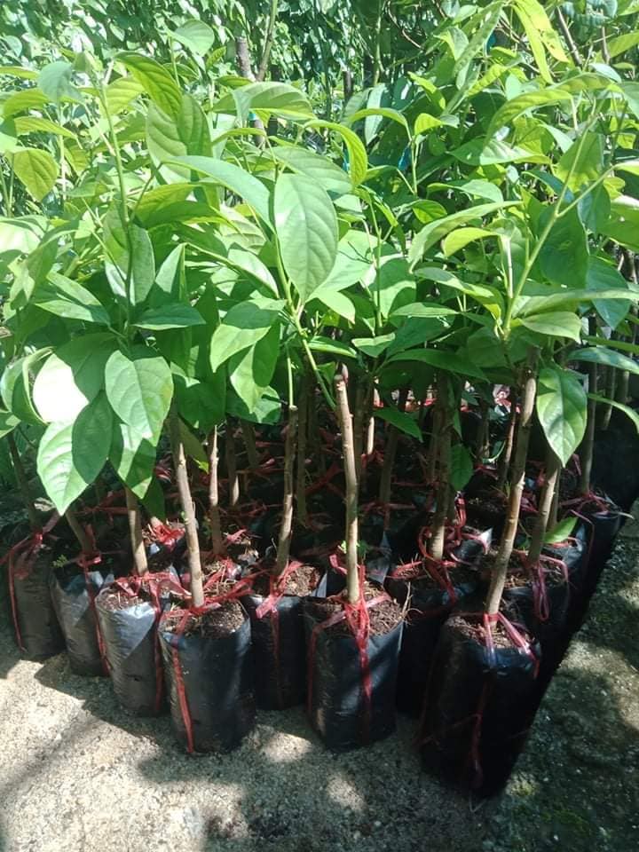 Cây giống dâu da xanh trái tròn