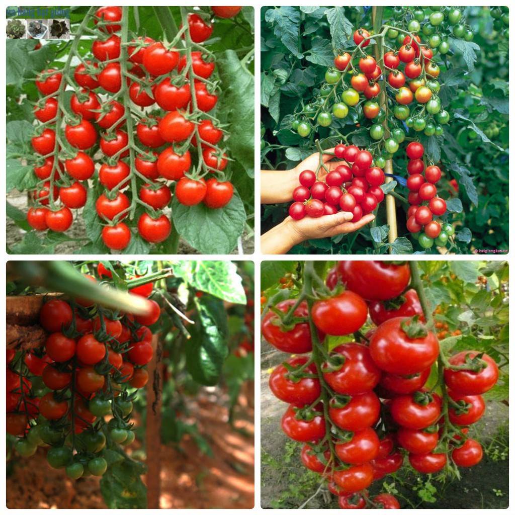 Hạt giống cà chua bi dây quả đỏ - Dễ Trồng, Năng Suất Cao