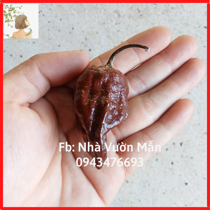 3 Hạt Ớt Secret Potion Chocolate