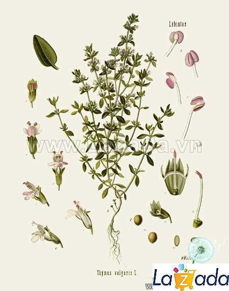 100h Hạt Giống Cỏ Xạ Hương Thyme (B3.202| C26*W43*M234)