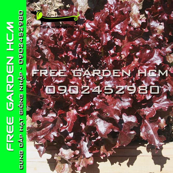 5000 HẠT GIỐNG XÀ LÁCH OAKLEAF ĐỎ/ OAKLEAF XANH RZ Hà Lan (bọc men)