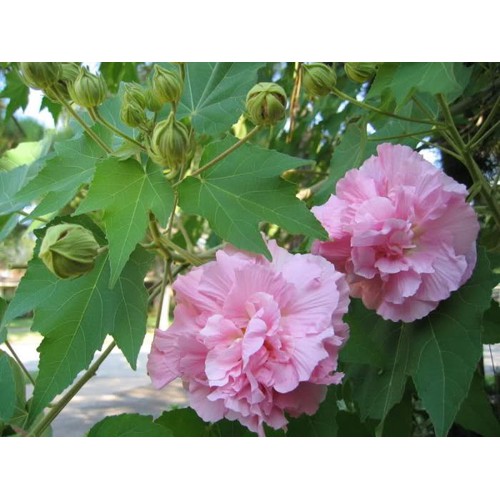 CHẬU CÂY GIỐNG HOA PHÙ DUNG