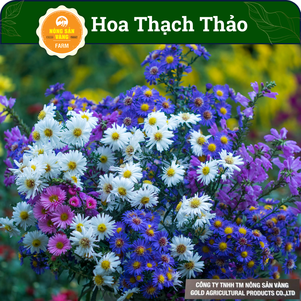 Seeds flower rhinestones Chinese beautiful for your garden for flower lovers, multicolour (pack 50 seeds)-shallow gold