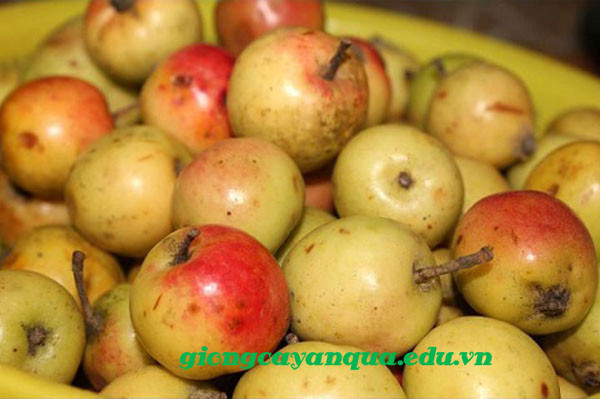 cây táo mèo giống