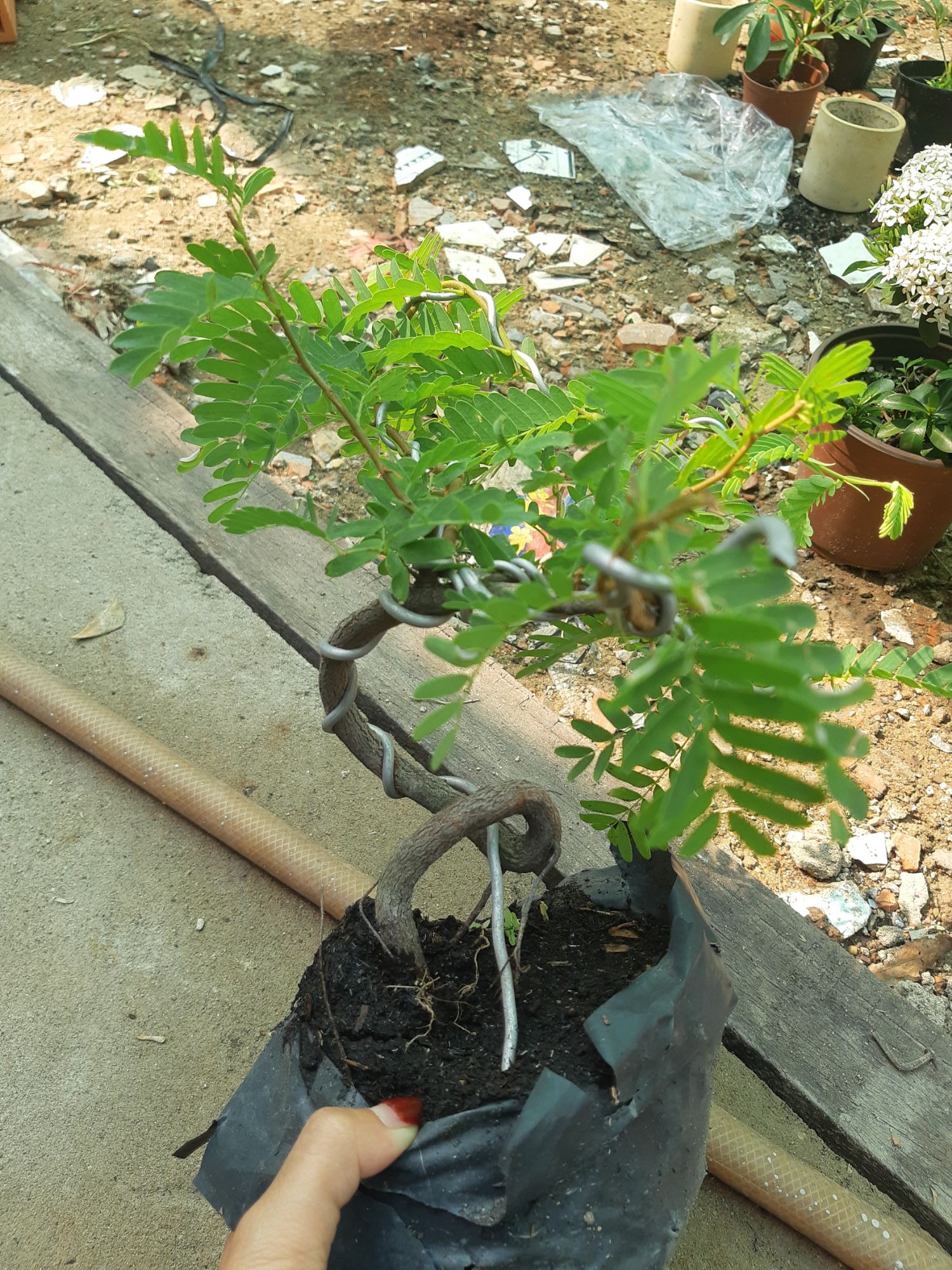 cây me bonsai mini