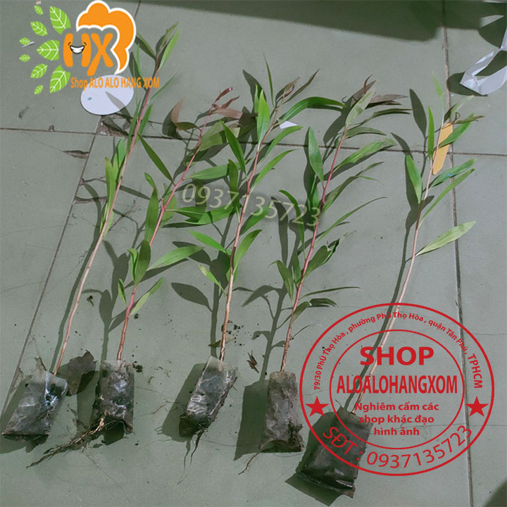 Combo 50 cây tràm úc -cây giống