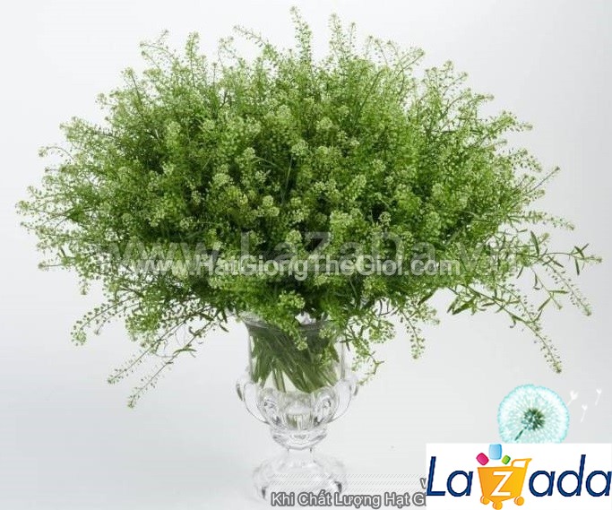 25h Hạt Giống Cỏ Chuông Xanh Đồng Tiền Thlaspi Green Bell F1 (KD| -KD: B21*X57)