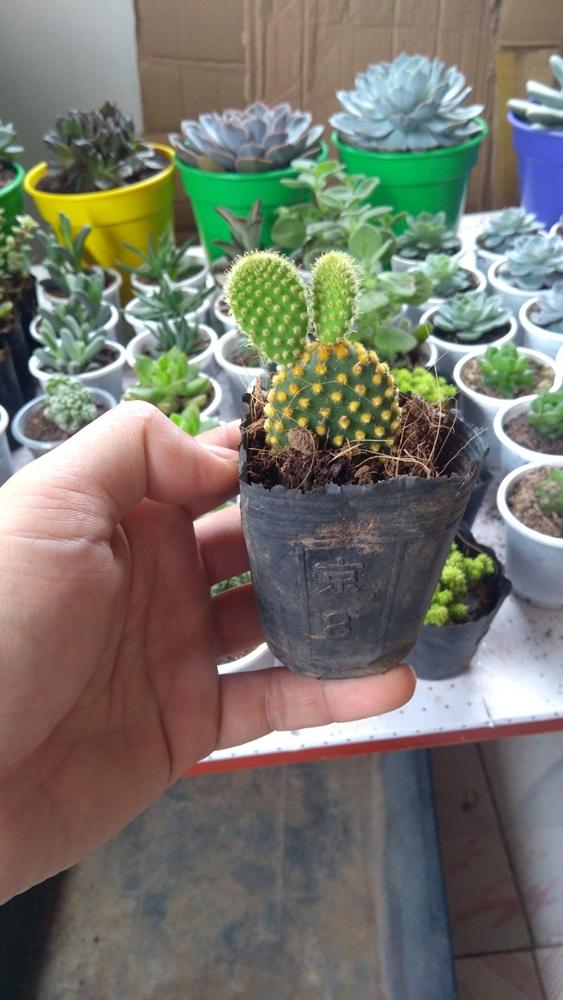 Xương Rồng Tai Thỏ Mập Mập