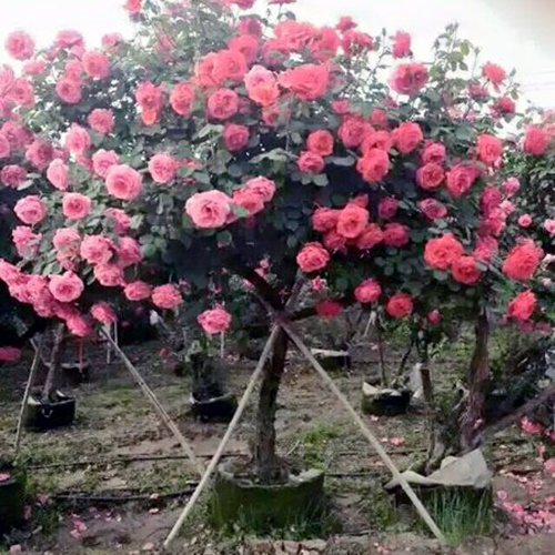 Hạt giống hoa hồng thân gỗ . túi 20 hạt