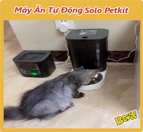 Máy cho ăn tự động Petkit Solo