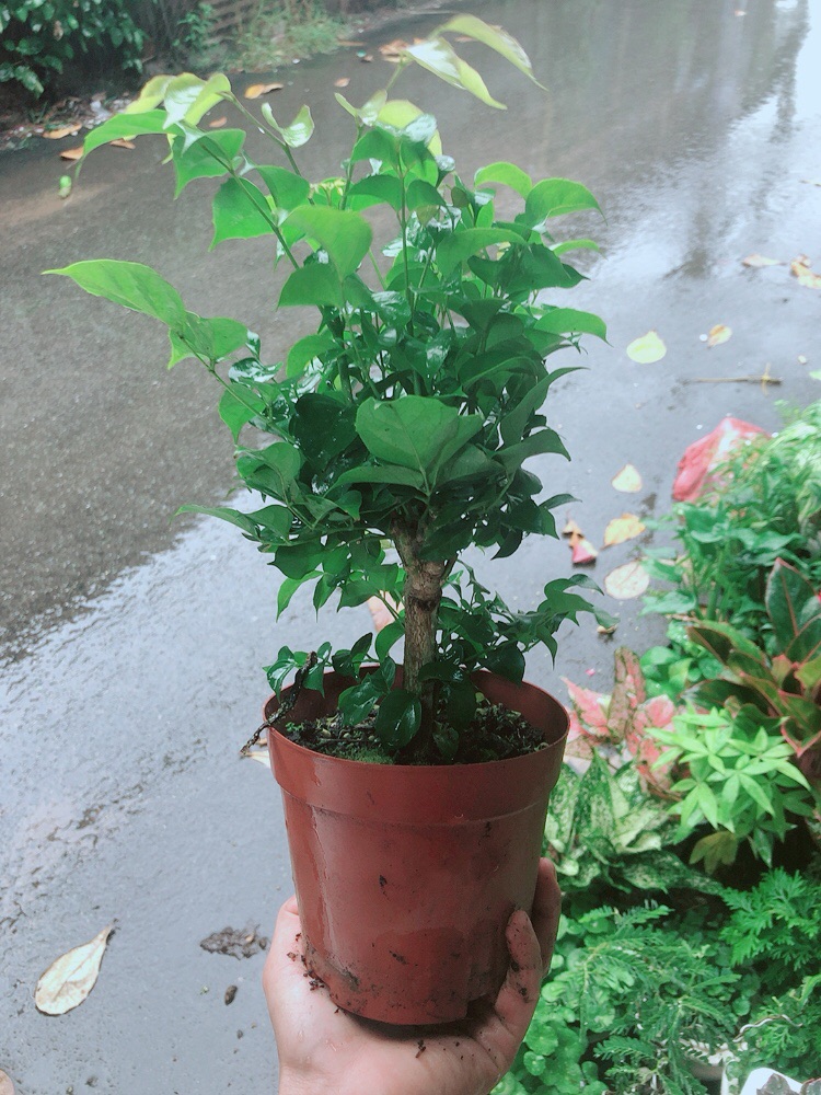 [HCM]Cây Hạnh Phúc