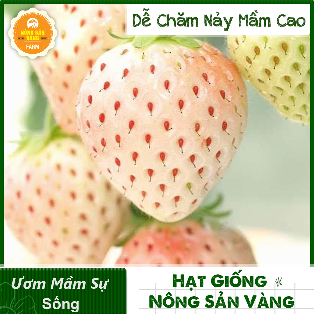 Strawberry Seeds Snow White (White strawberry) fruit stretch succulent, peel off the white, food tastes sweet, fragrant (pack 30 seeds)-shallow gold