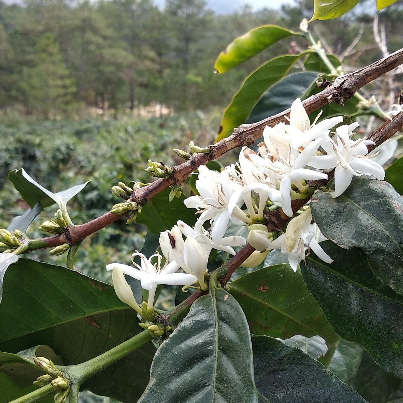Specialty Coffee Langbiang, double washed process