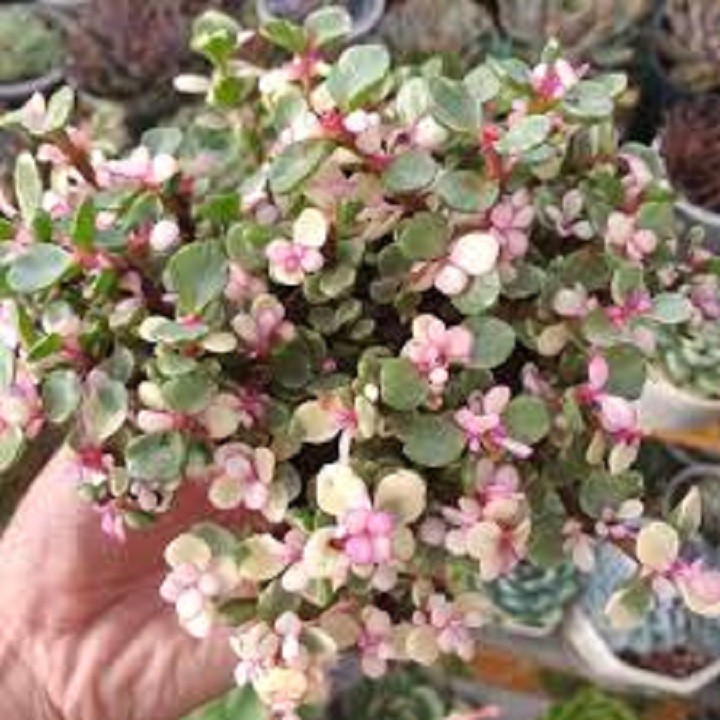 CHẬU CÂY SEN ĐÁ NGỌC BÍCH (SEN ĐÔ LA HỒNG)