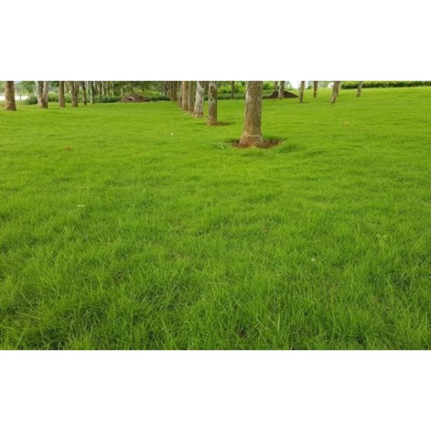Ma10c gói 100 hạt giống cỏ nhung nhật
