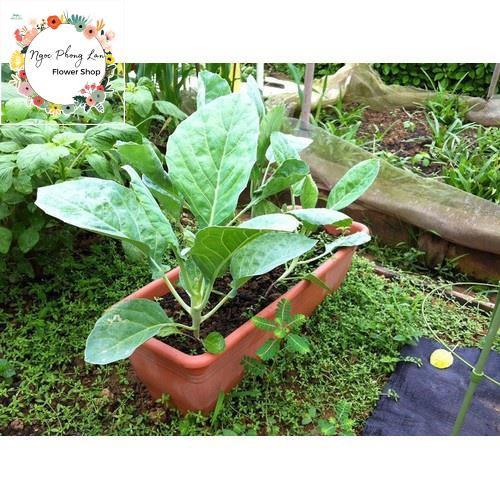 Giống Cải Rổ - Gói 5 Gram