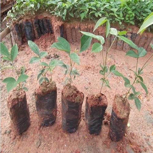 Combo 3 cây giống cát sâm - 4566