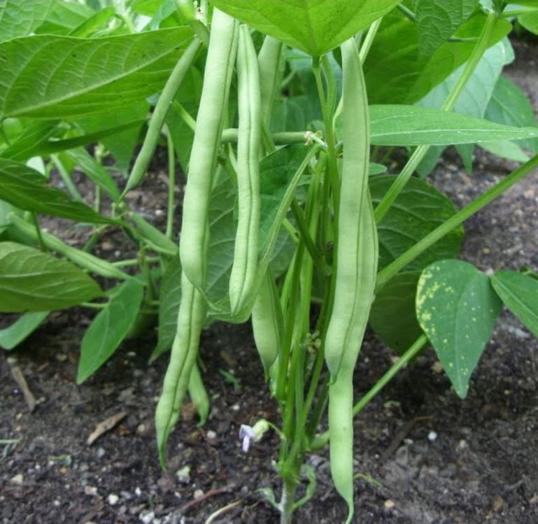 " Gói 50Gram "Hạt giống đậu cove bụi(cove lùn cove ngồi) [Seeds]