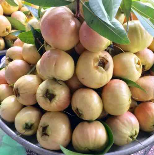 Cây lý, cây mận lý siêu trái