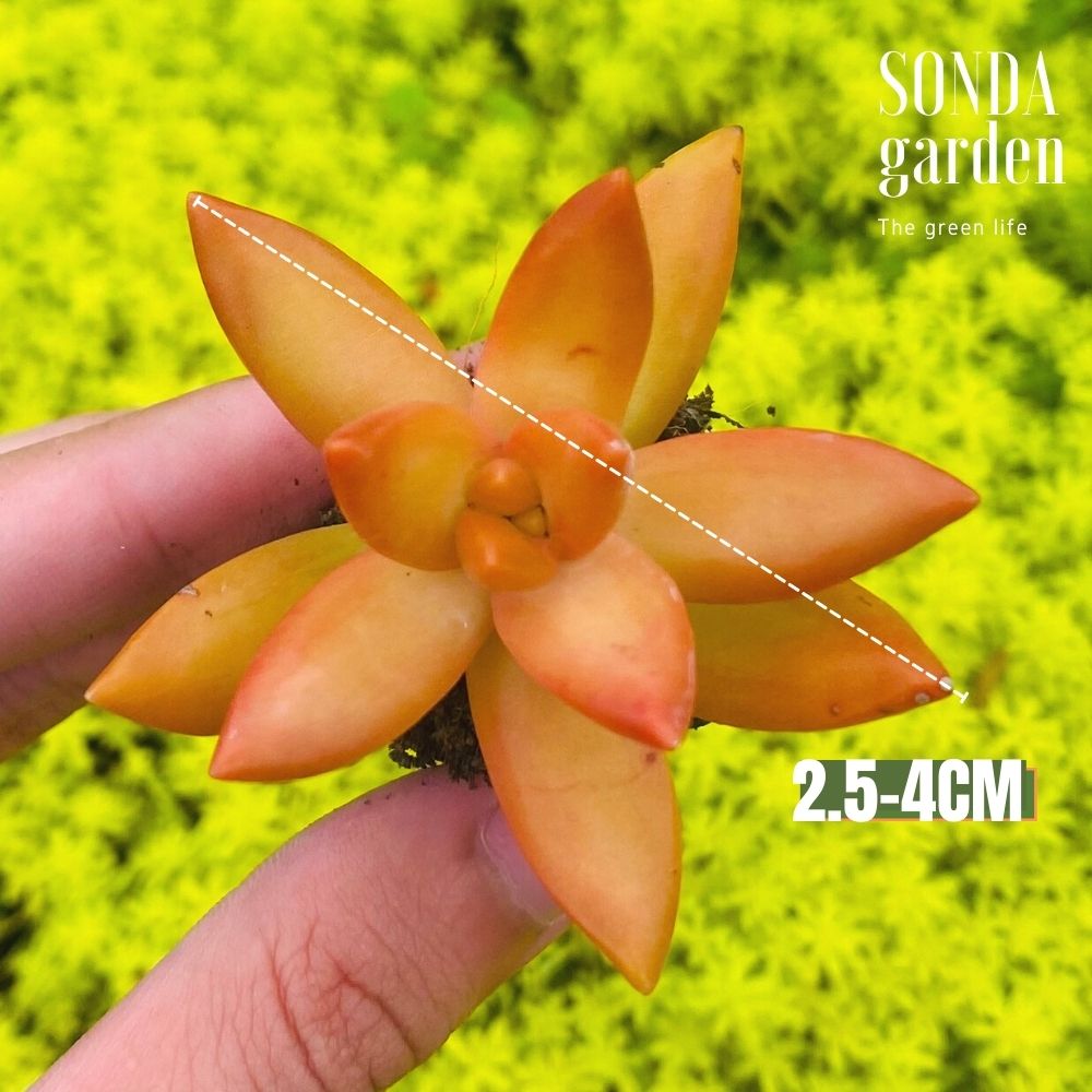 SEN ĐÁ ĐÁ CAM SIZE MINI SIÊU KHOẺ ĐẸP LỖI 1 ĐỔI 1