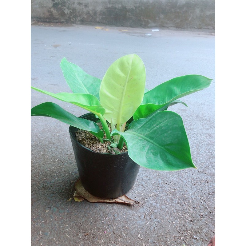 [HCM]Trầu Bà Đế Vương