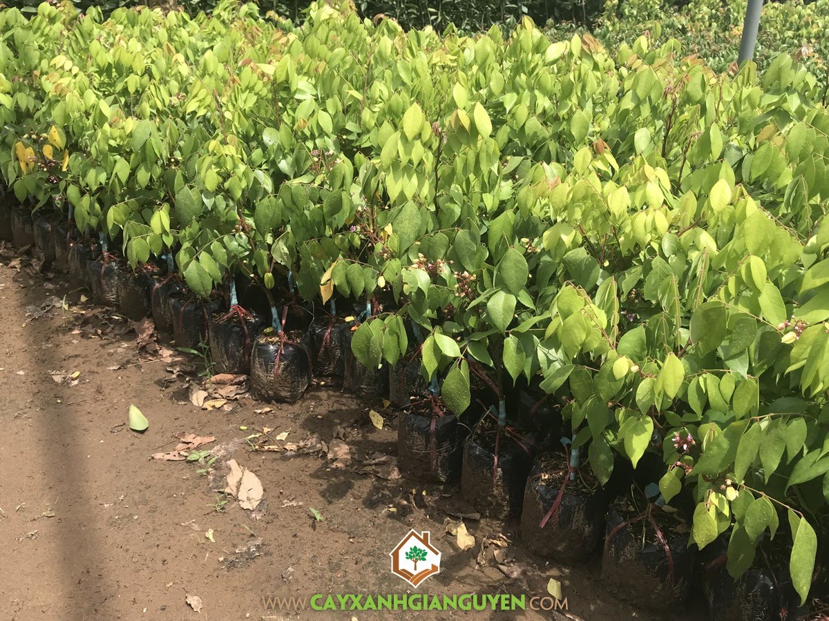 Cây giống khế ngọt, cây khế cơm giống
