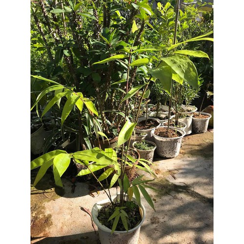 Cây tre khổng lồ thái lan