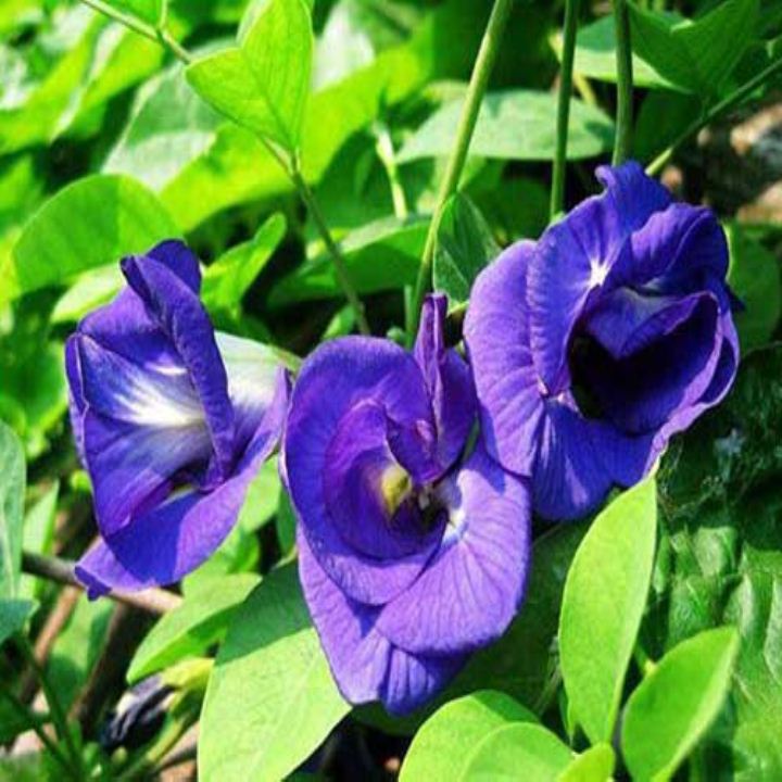 Gói 20 hạt giống hoa đậu biếc