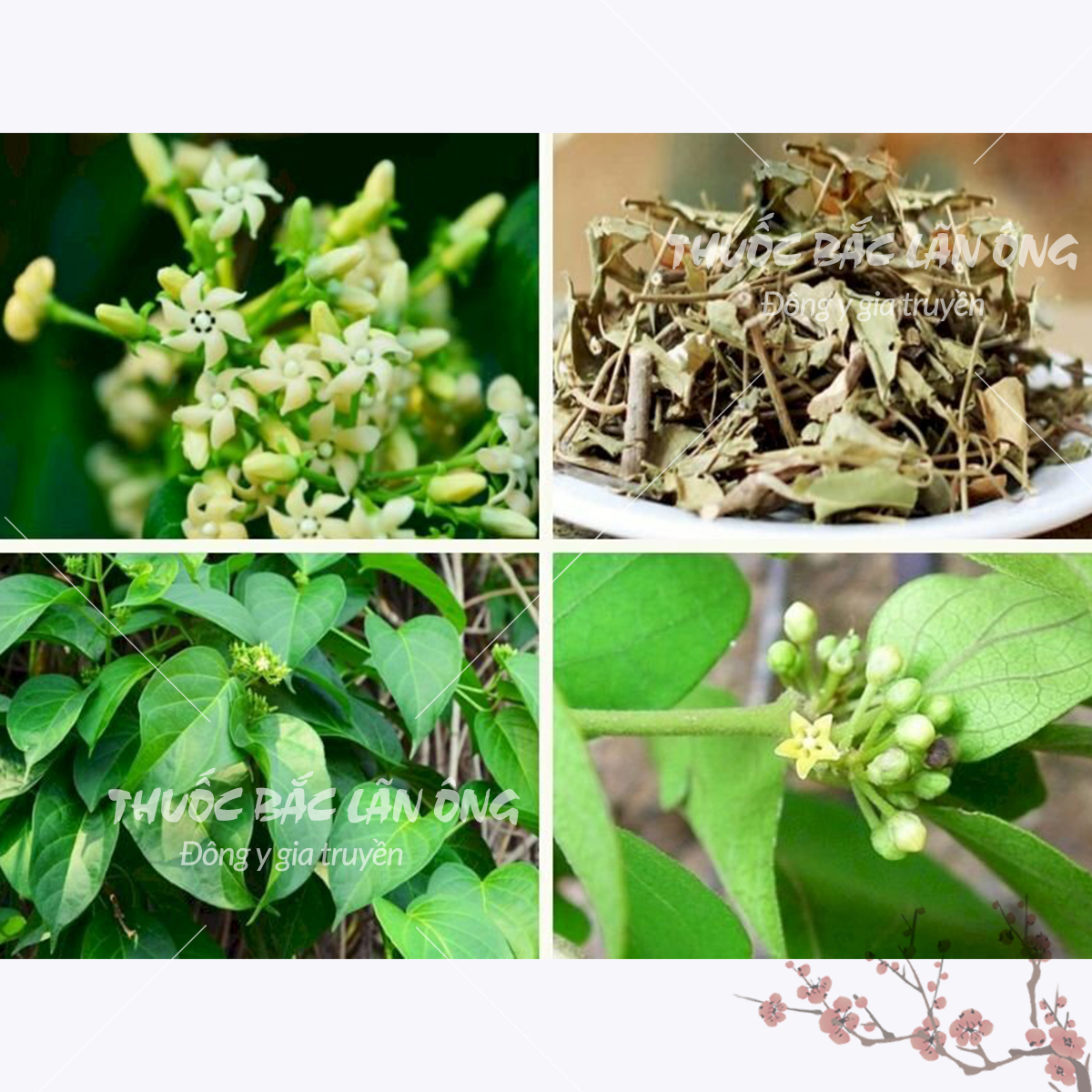 100g Dây Thìa Canh Hàng Loại 1