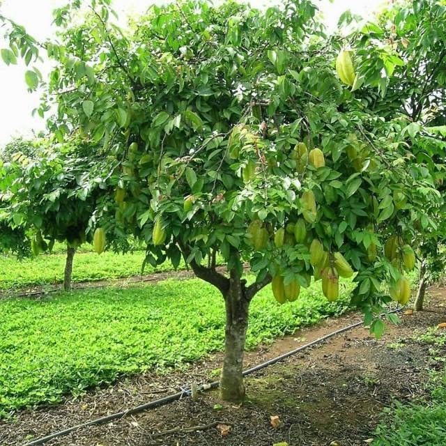 Hạt Giống Khế NGọt Siêu Quả - 1 gói 5 hạt