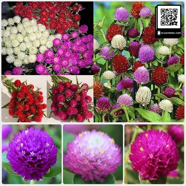 Hạt giống hoa cúc bách nhật