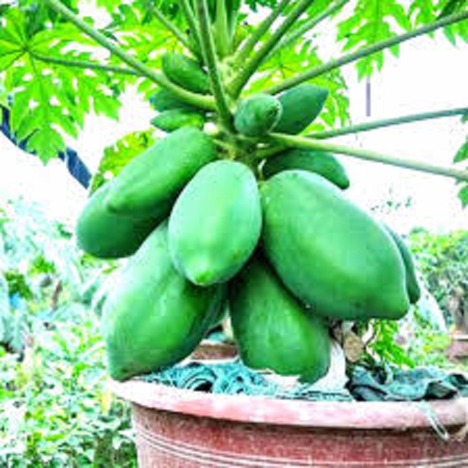 Hạt gi.ống đu đủ lùn thái lan dể trồng-gói 10 hạt