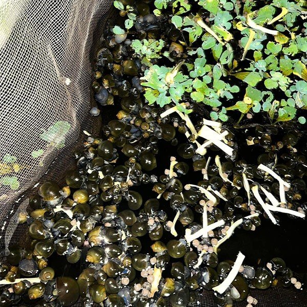 Dung dịch kiểm tra PH