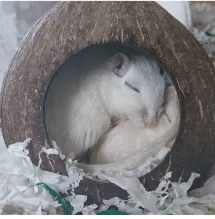 Hang Hamster gáo dừa tròn Yescoco Xưởng SX