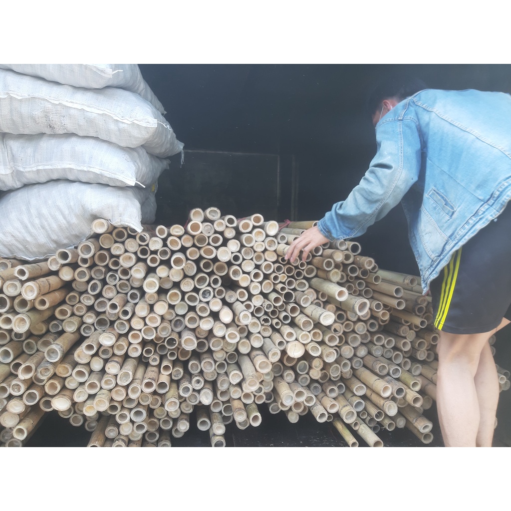 10 Cây Tre Trúc Dài 1.5m
