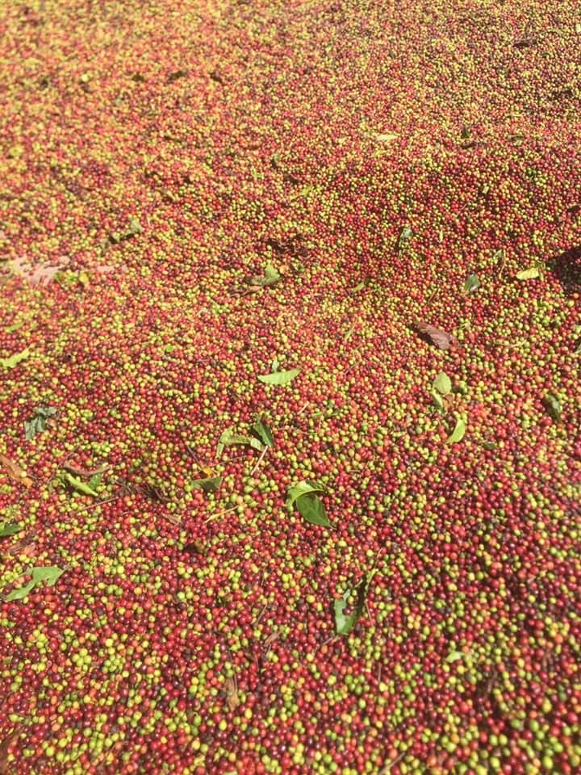 Sỉ 5kg cà phê rang nguyên hạt robusta Buôn ma Thuột