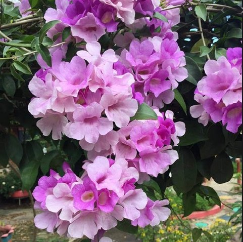 Cây Hoa Lan Tỏi