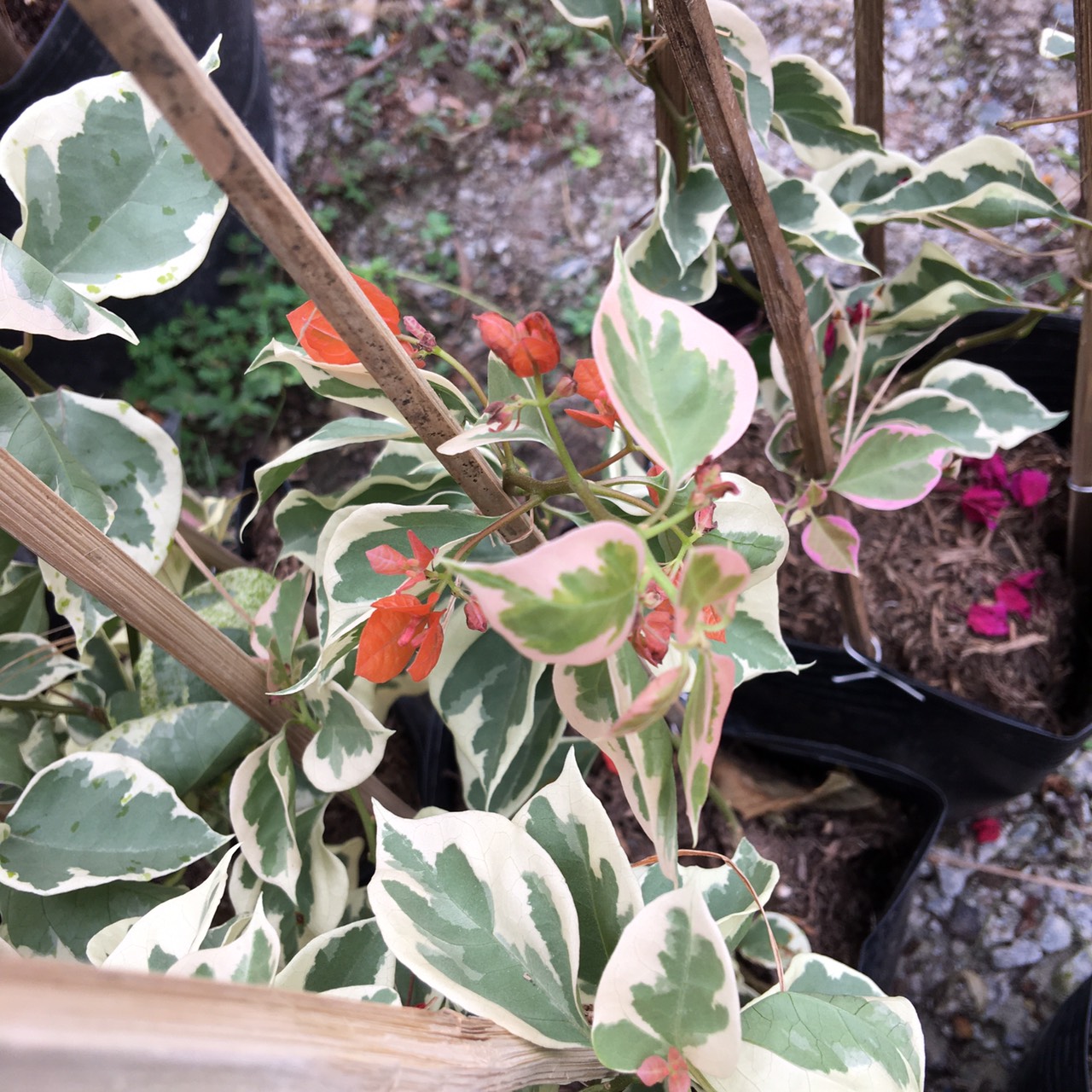 Cây bông giấy cẩm thạch, cây hoa giấy lá bạc, hoa giấy đột biến, cây hoa giấy var - Bougainvillea Var