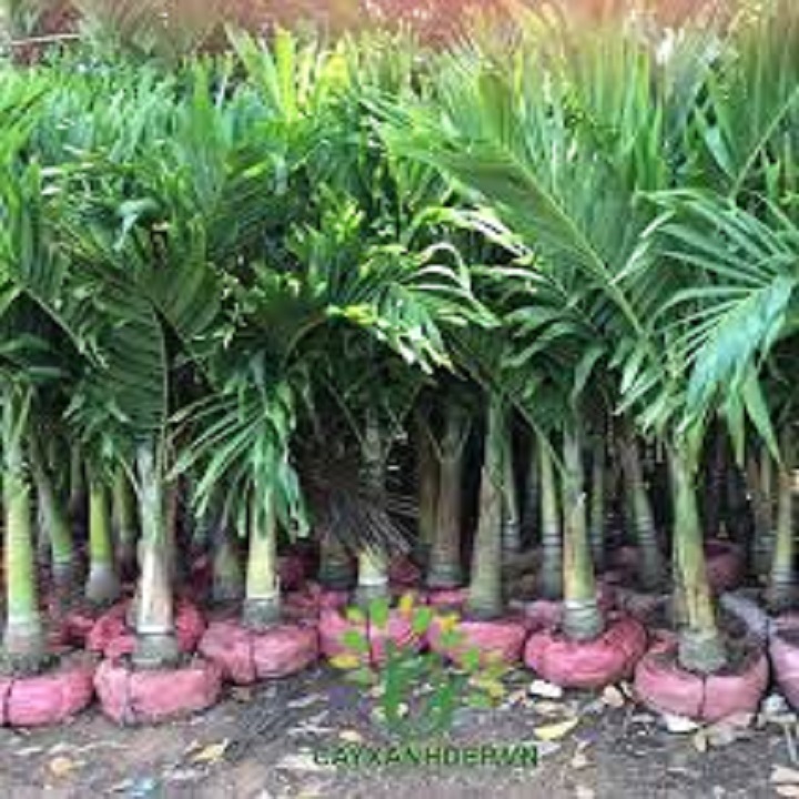 CÂY GIỐNG CAU LÙN TỨ QUÝ SIÊU QUẢ