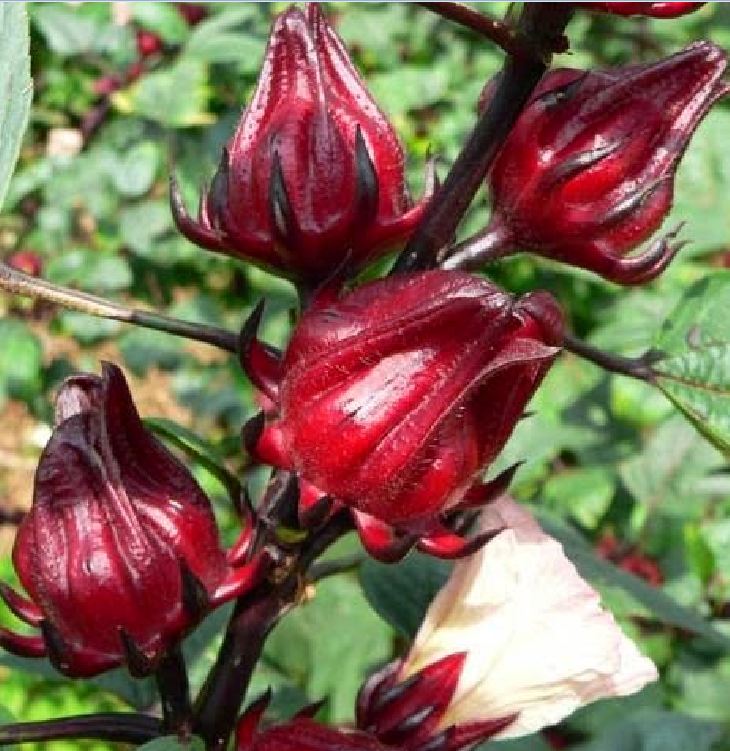 Hạt Giống Cây Atiso Đỏ ( Bụp Giấm) - 10 hạt.gói