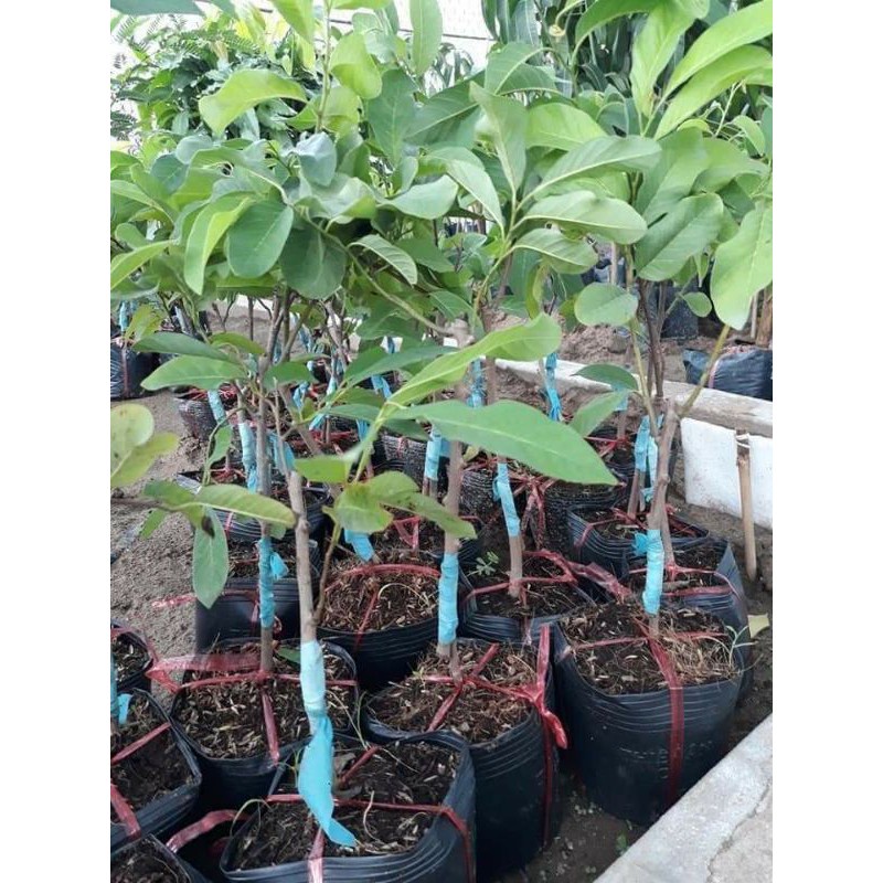 CÂY GIỐNG MÃNG CẦU NA (uacj)