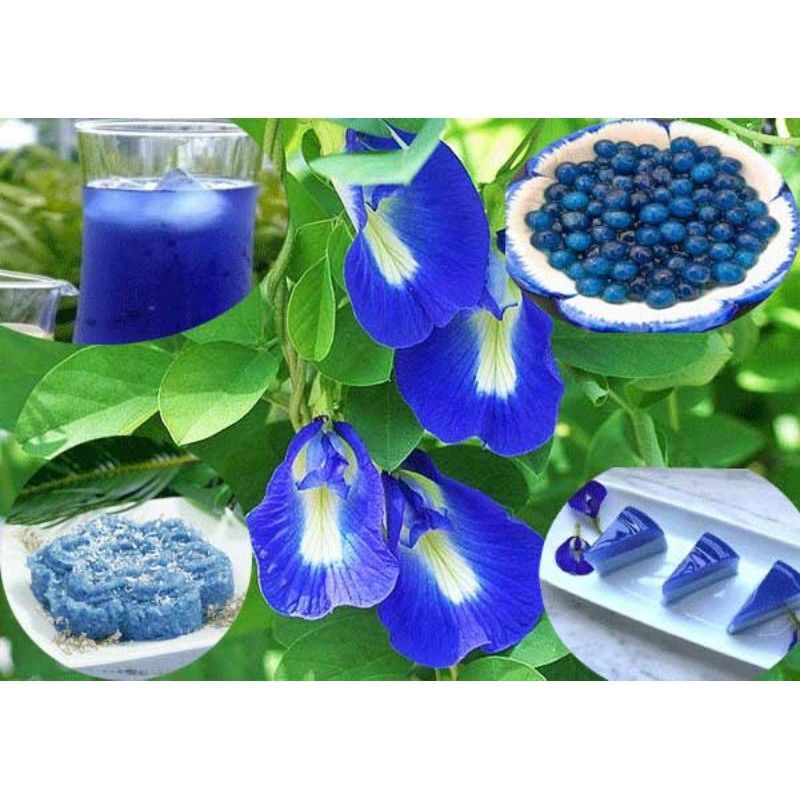 Hạt Giống Đậu Biếc Tím Nk Thái Lan