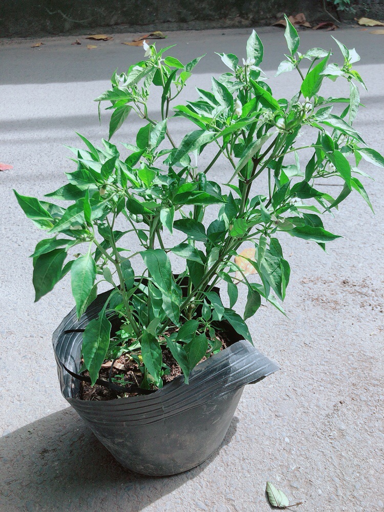 [HCM]Ớt Hiểm Trái Lớn