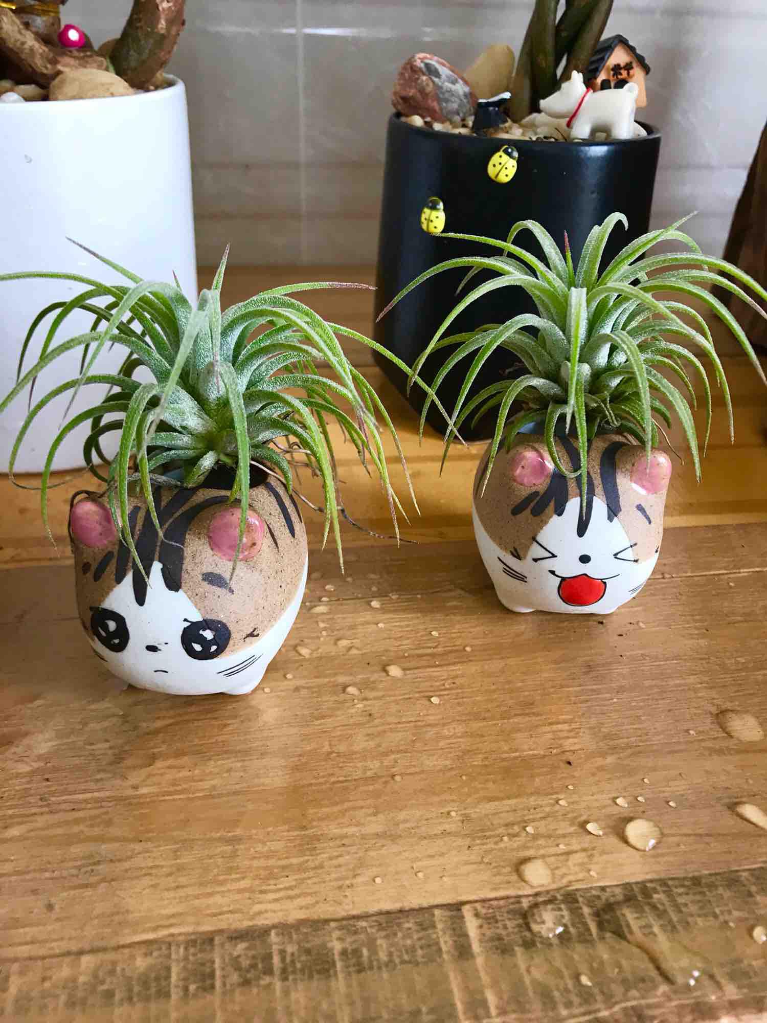Set 5 chậu mèo trồng cây trang trí