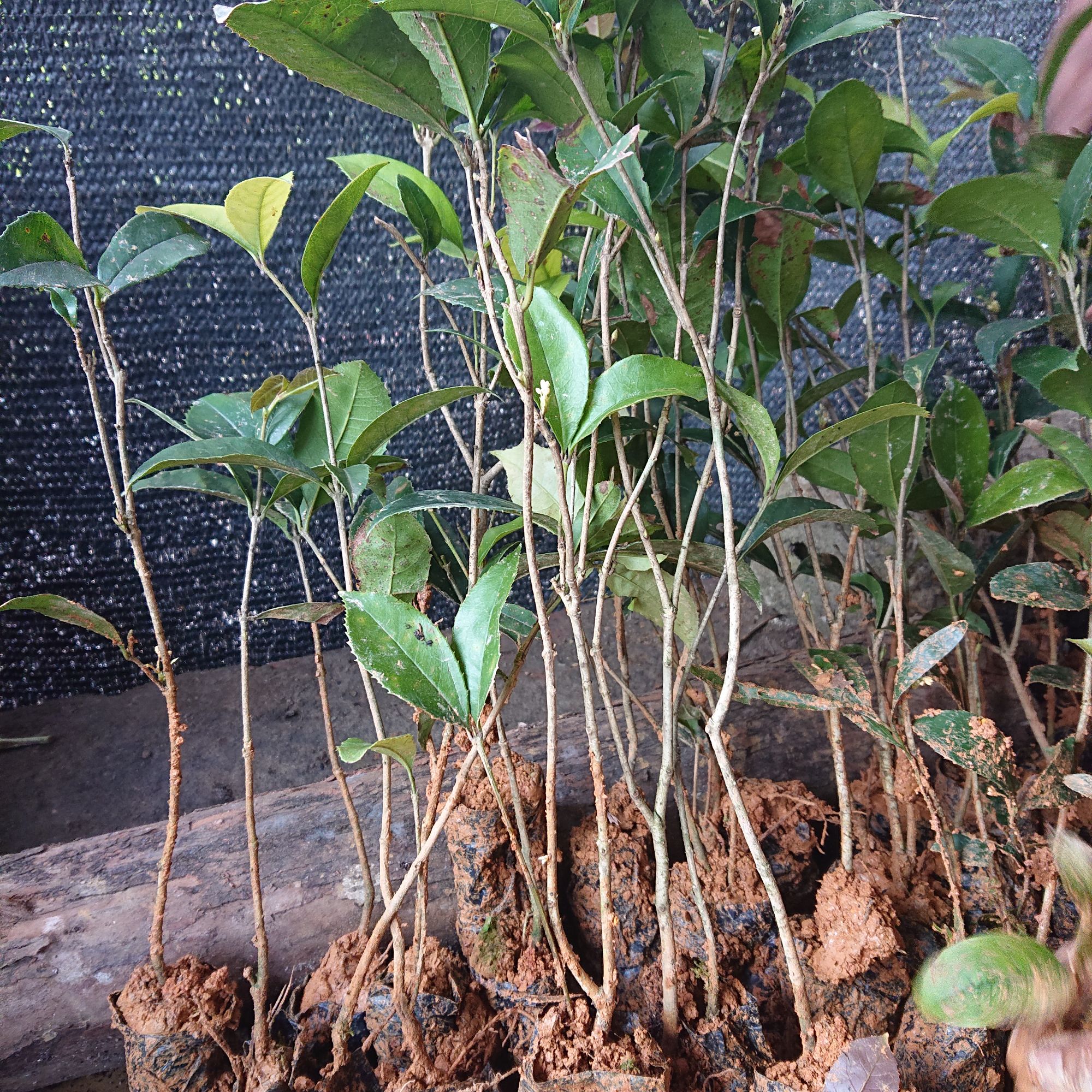 Cây giống Mộc Hương ta cao 30cm