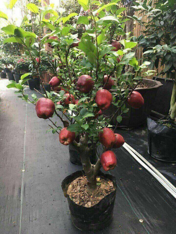 GÓI 5 HẠT GIỐNG TÁO LÙN ĐỎ