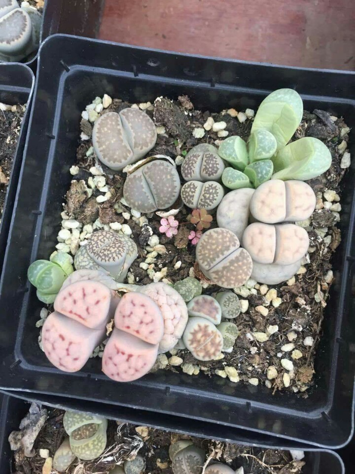 Mixed Live Stone (Lapis Lazuli) Seeds – 15 Seeds