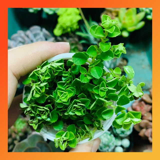 CỎ SEDUM LỤC HÀ SIZE BÉ SIÊU KHOẺ ĐẸP LỖI 1 ĐỔI 1