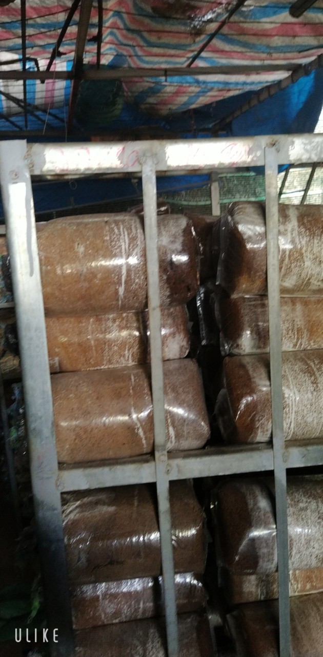 Phôi nấm bào ngư trắng